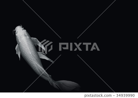 white butterfly koi fish on black background 34939990