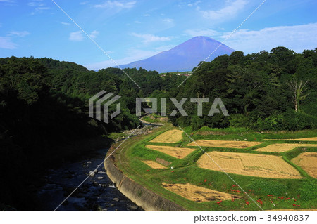 Rice terraces of Mt. Fuji 1798 Takenoshita in September 34940837
