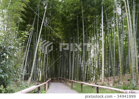 安靜的竹林（1） 34941999