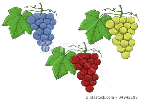 Grapes. Hand drawn sketch. Collection of blue, red Grapes. Hand drawn sketch. Collection of blue, red 34942198