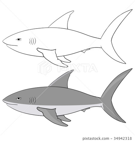 Shark. Outline and gray vector illustration Shark. Outline and gray vector illustration 34942318