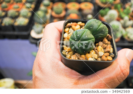 Lophophora williamsii Cactus. Lophophora williamsii Cactus. 34942569