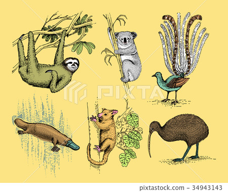 big set of australian and new zealand symbols 34943143