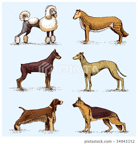 dog breeds engraved, hand drawn vector 34943152