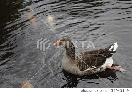 美麗的棕鵝 34943349