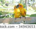 Lovebird Couple Colorful Parrot. in the Zoo 34943653