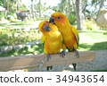 Lovebird Couple Colorful Parrot. in the Zoo 34943654
