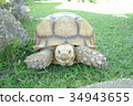 Giant Tortoise look at camera Background 34943655