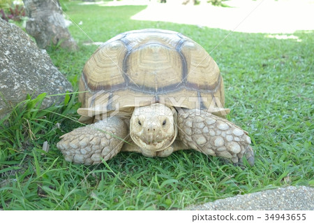 Giant Tortoise look at camera Background Giant Tortoise look at camera Background 34943655
