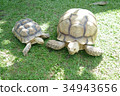 Family Small and Giant Tortoise on Background 34943656