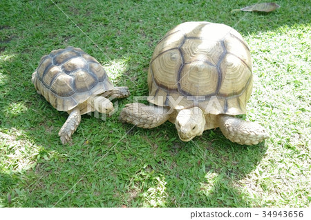 Family Small and Giant Tortoise on Background Family Small and Giant Tortoise on Background 34943656