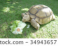 Giant Tortoise eating Green Vegetable Background. 34943657