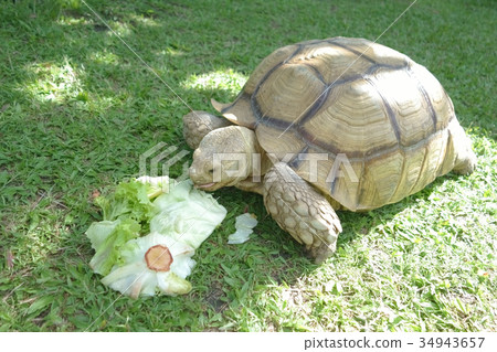 Giant Tortoise eating Green Vegetable Background. Giant Tortoise eating Green Vegetable Background. 34943657
