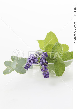 Eucalyptus Eucalyptus 34943886