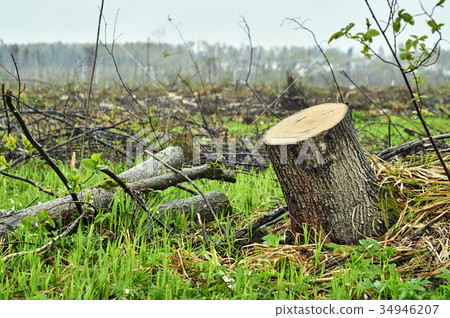 Consequences of deforestation Consequences of deforestation 34946207