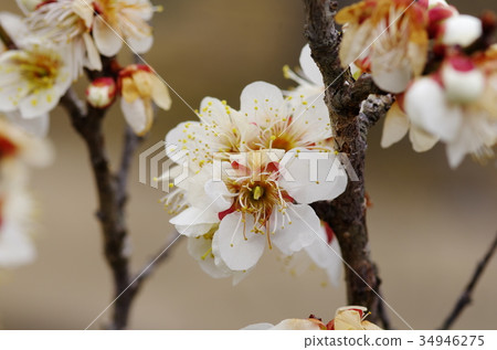 Plum blossom  34946275