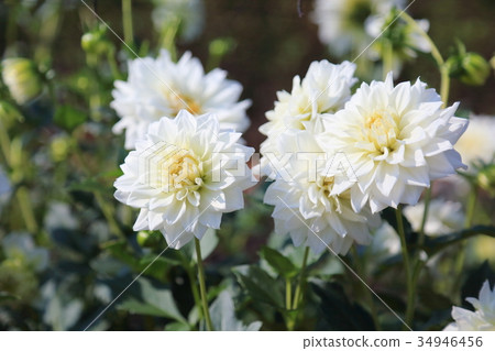 大麗花花 34946456