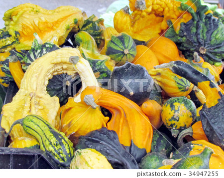 Different varieties of decorative pumpkins 20 Different varieties of decorative pumpkins 20 34947255