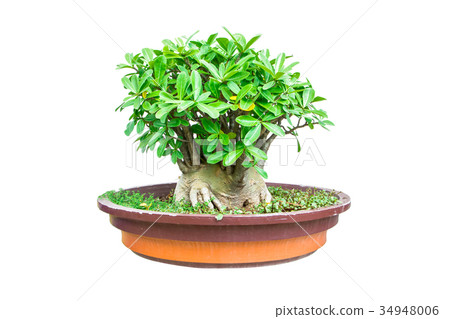azalea tree in pot isolated on white background 34948006