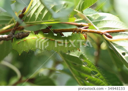 Creatures Insect Oomizu Ao, very beautiful green insect. It seems to have grown safely to the final age of the cherry tree in the park. 34948133