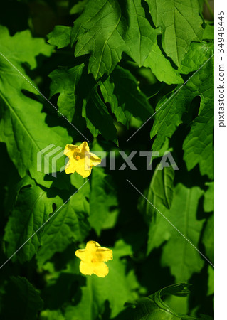 Summer vegetables bitter gourd flower 34948445