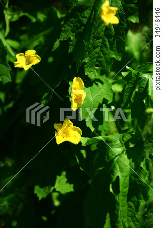 Summer vegetables bitter gourd flower 34948446