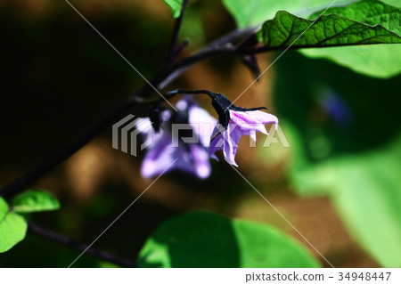 Summer vegetables eggplant flower 34948447