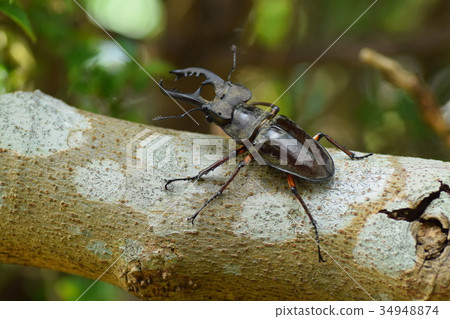 高砂深山鍬形蟲 34948874