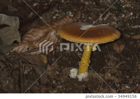 自然植物我寫了“Betweed”,但傘的顏色很棕色。這是“Chatamago”...... 自然植物我寫了“Betweed”,但傘的顏色很棕色。這是“Chatamago”...... 34949156