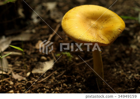 天然植物是所謂的“Kitamagotake”但是好像不知道茶的種類以及黃色或者紅色 34949159