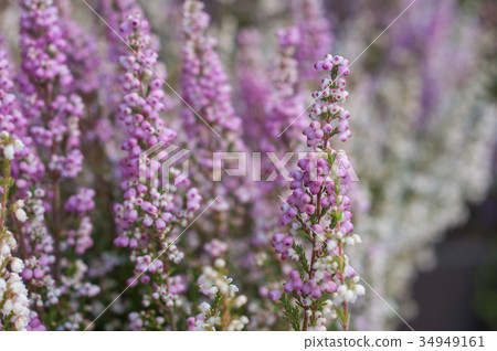 closeup of purple heather at balcony 34949161