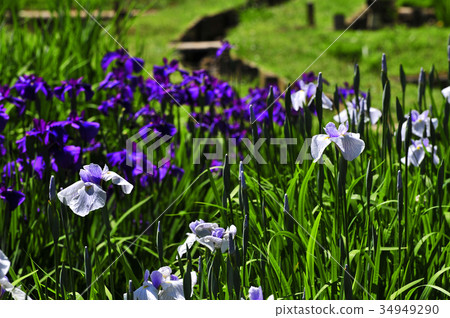 Iris 34949290
