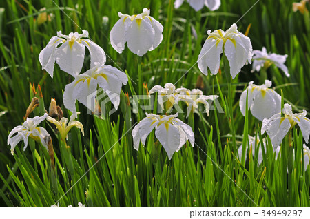 鳶尾花 34949297