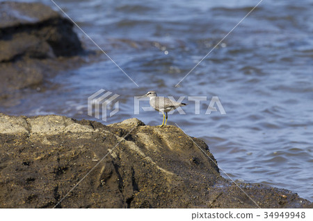 Ki Shishitsugi Ki Shishitsugi 34949948