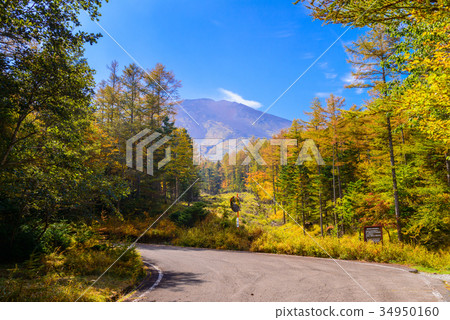[Yamanashi] Autumn leaves at Mt. Fuji Takizawa Forest Road 34950160