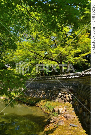 Landscape of fresh green nagahoji Landscape of fresh green nagahoji 34950256