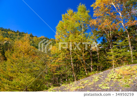 Autumn leaves of Mt. Fuji Takizawa forest road 34950259