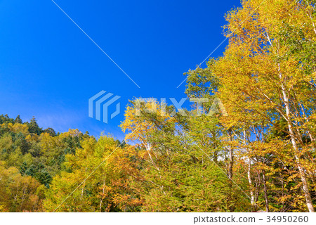 Autumn leaves of Mt. Fuji Takizawa forest road 34950260