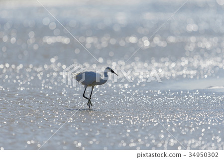 Search for bait 34950302