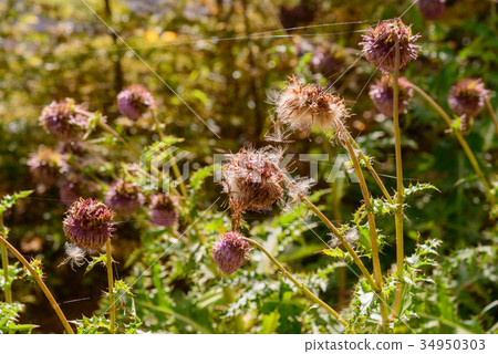 Fuji thistle with flowers finished 34950303