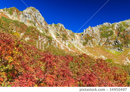 Senjakikikaru 34950497