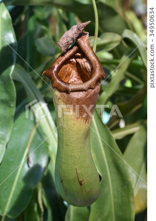 Ugubon Kuzura 34950634