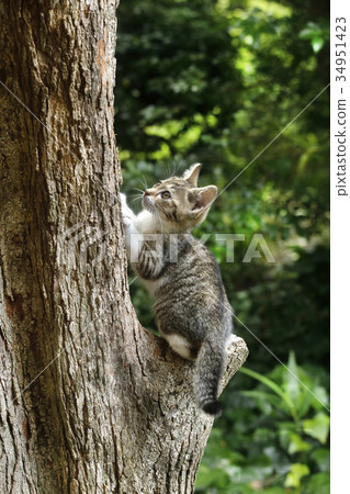 Kitten climbing a tree (Kijitra white cat) Kitten climbing a tree (Kijitra white cat) 34951423