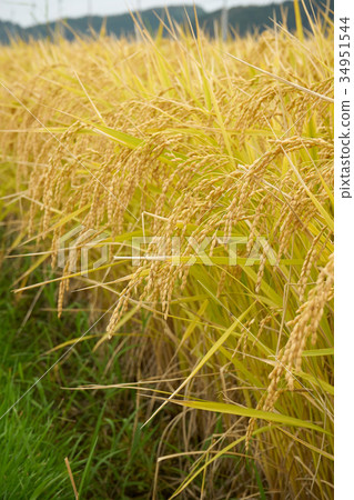 Rice field 34951544