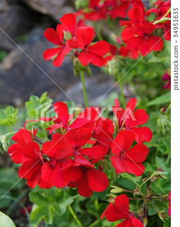 Red ivy geranium Red ivy geranium 34951635