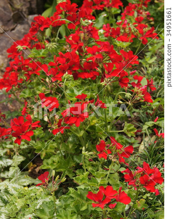 Red ivy geranium Red ivy geranium 34951661