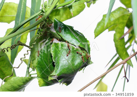 Ant nest on the leaves of passion fruit plant. 34951859