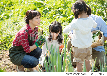 Family agriculture vegetables field children family 34951907