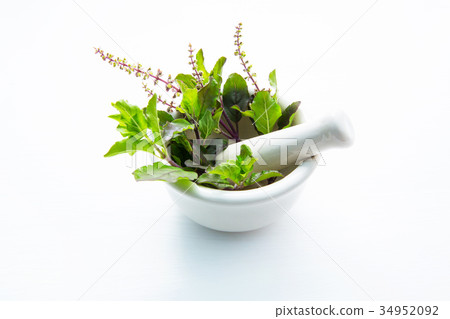 Holy Basil Leaves in porcelain mortar Holy Basil Leaves in porcelain mortar 34952092
