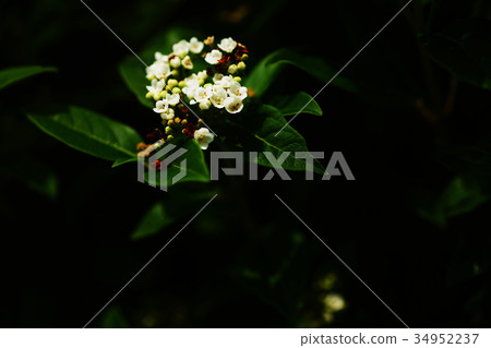 Himalayan firethorn flower Himalayan firethorn flower 34952237